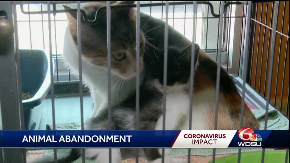 Free pet food pantry opens in New Orleans amid COVID19 affecting families