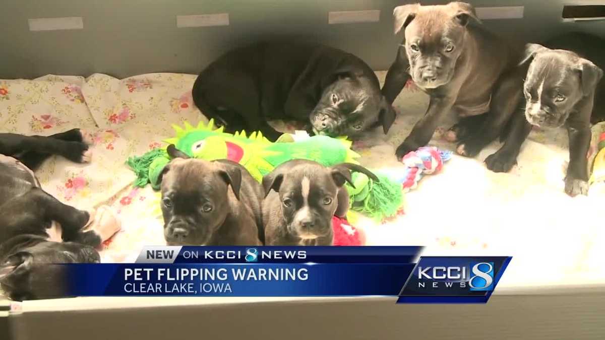 Pet flipping makes resurgence following rise of social media