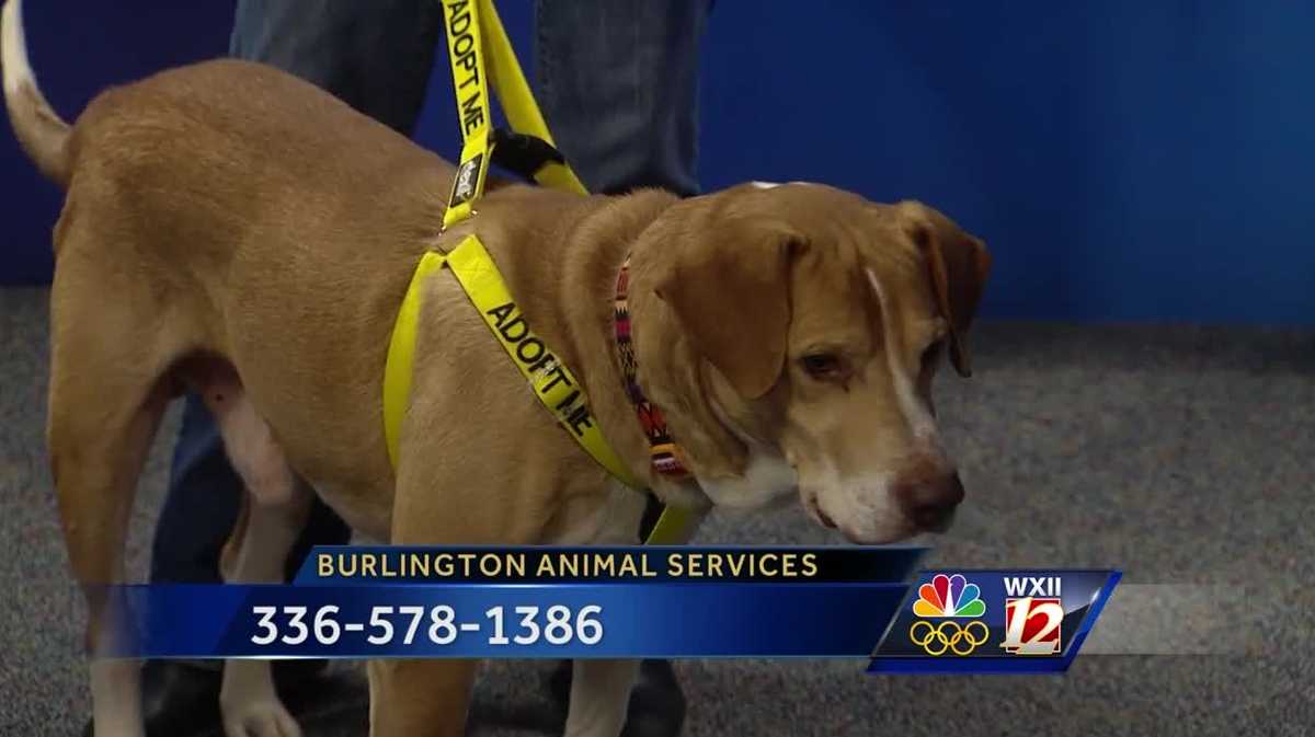 Noon Pet Of The Week: Champ