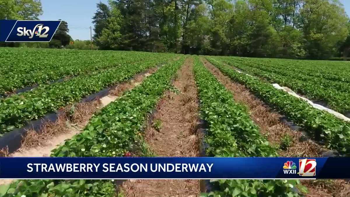 Strawberry Season Is Here!