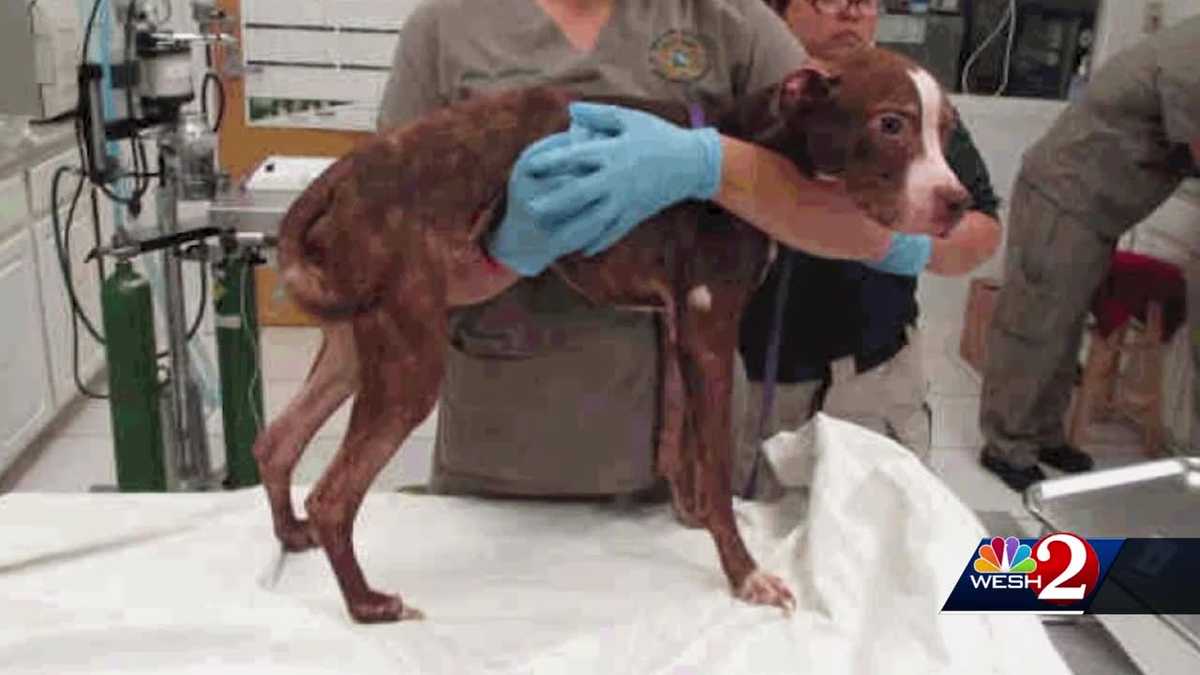 Six animals abandoned in apartment, Brevard woman charged, deputies say Six animals abandoned in apartment, Brevard woman charged, deputies say