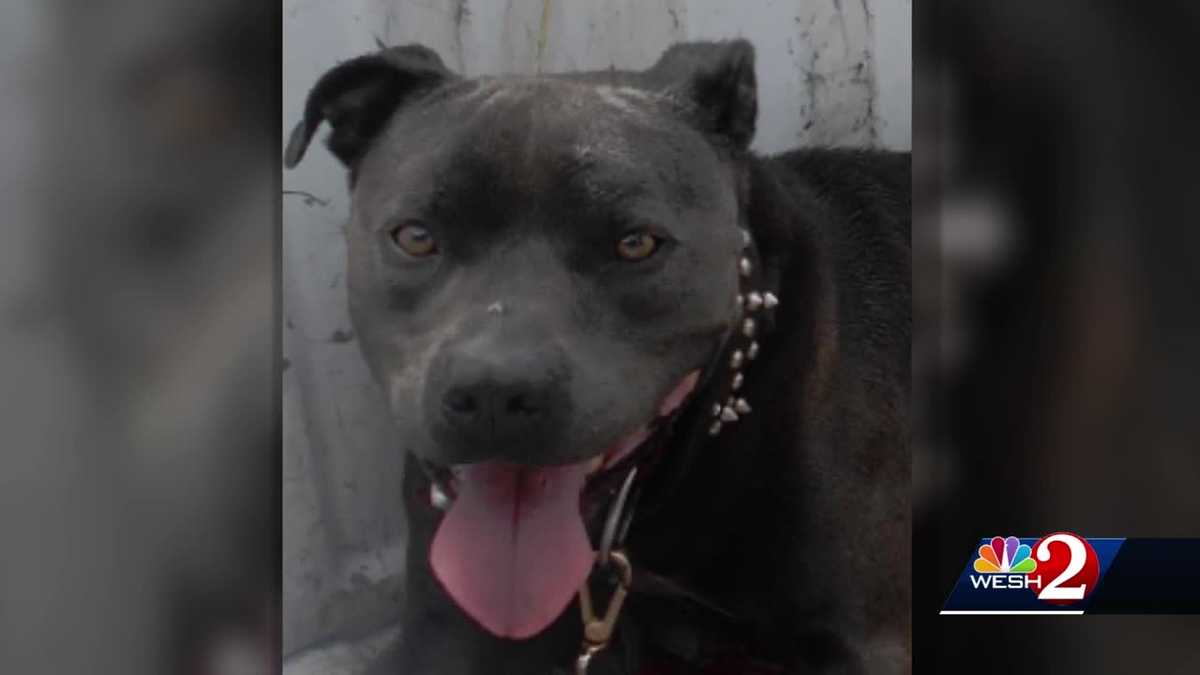 Dog dragged by pickup truck in Melbourne