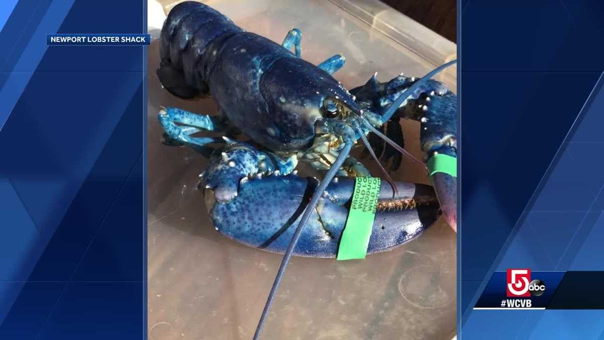 Crustacean curiosity gets rare blue lobster trip back to sea