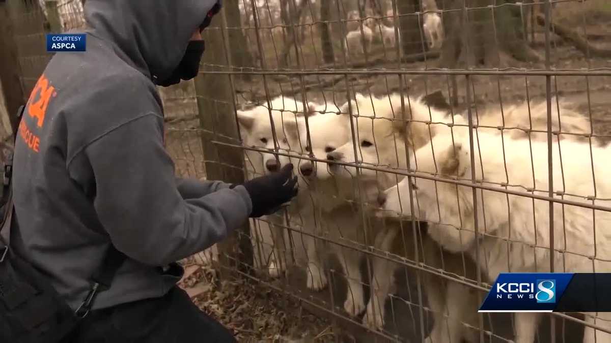 Iowa dog breeder charged with 17 counts of animal neglect