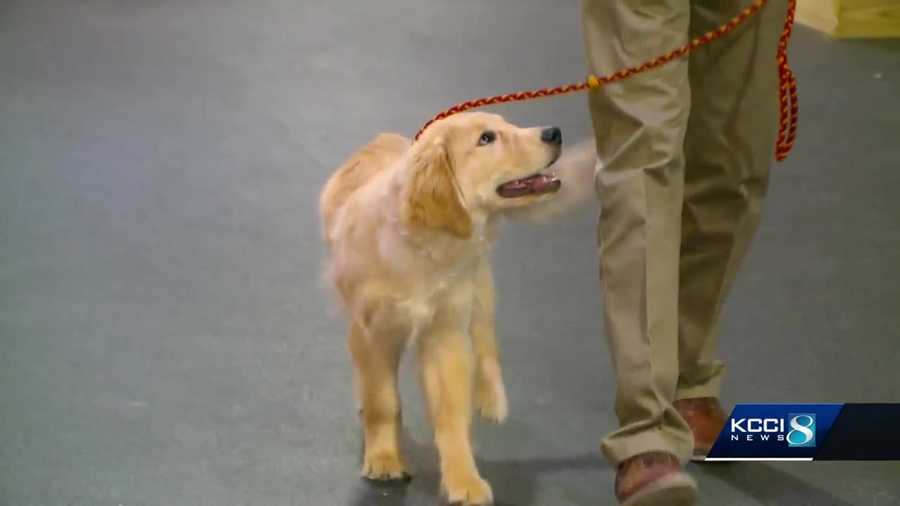 Iowa House passes bill expanding rights to service animals