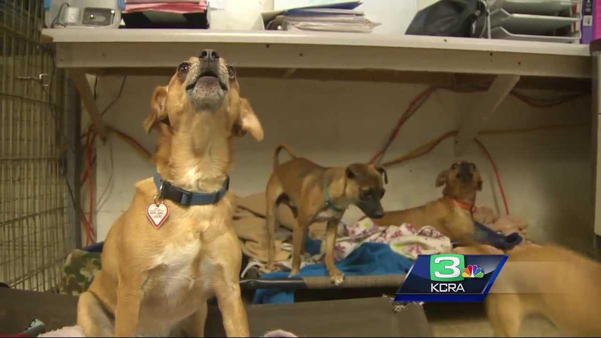 No Vacancy Pet dumping fills Lodi animal shelter