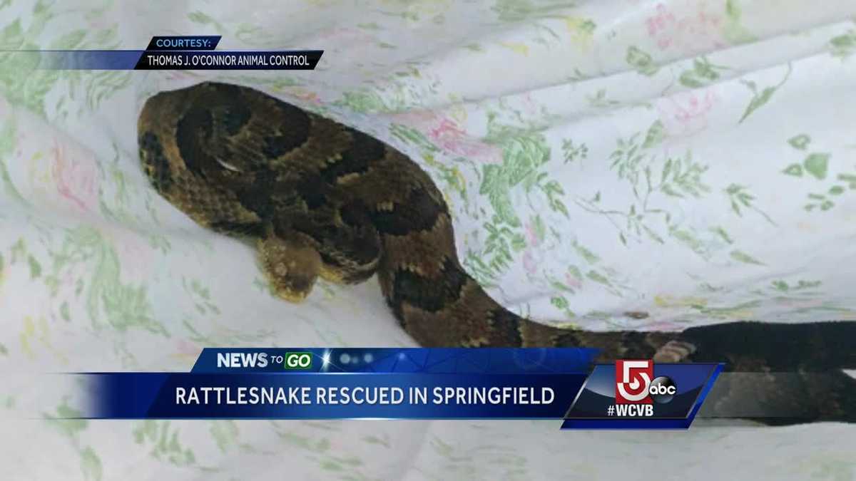Timber rattlesnake caught lingering near Massachusetts home
