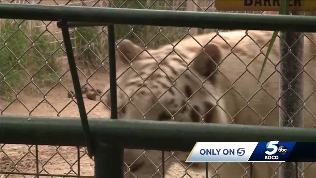Tiger King park reopens, basks in the light of global fame