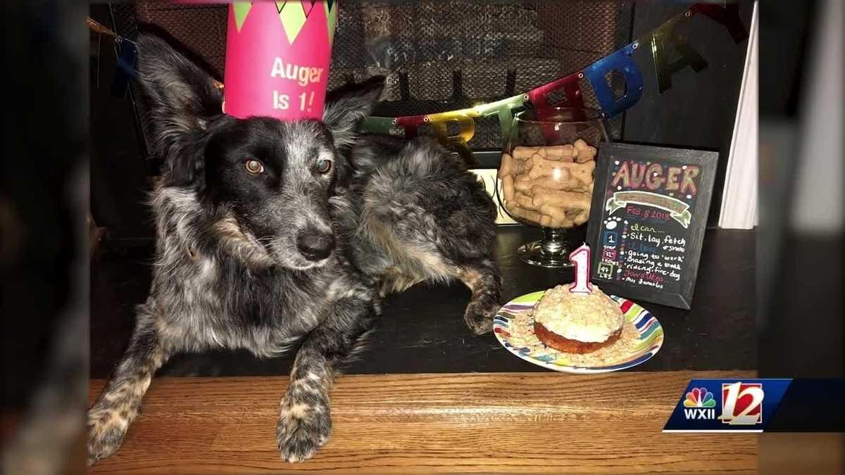 Family 'devastated' by loss of dog shot to death by Reidsville police ...