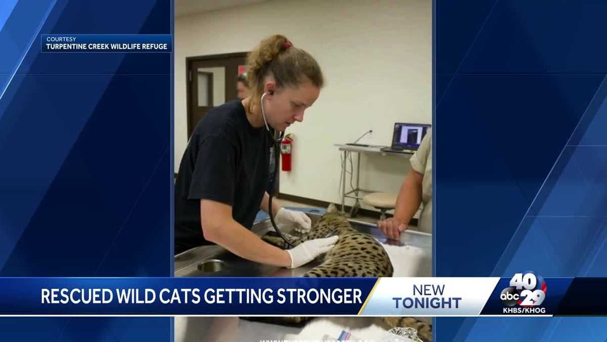 Cats rescued at Turpentine Creek are getting stronger