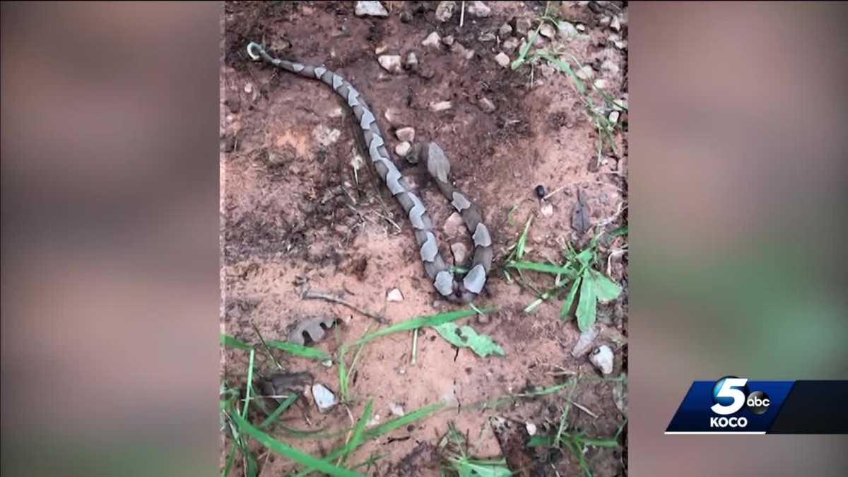 Watch Out It S Copperhead Birthing Season Oklahoma Officials Warn