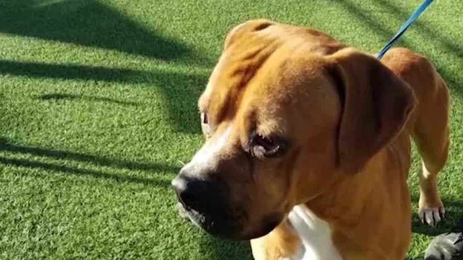 Deputies: Man drove with dog tied to car