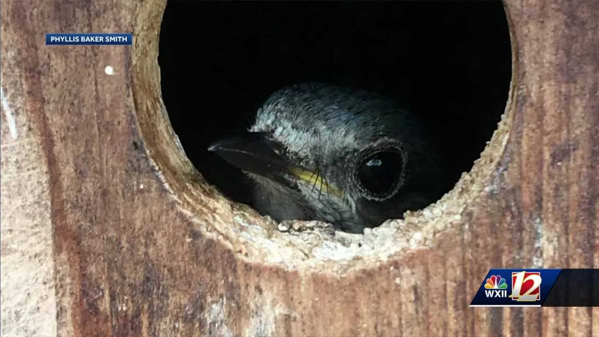 Best Built Bluebird Boxes To Nest In