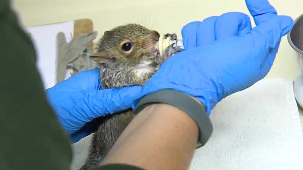 Booming squirrel population brings increase in squirrel orphans