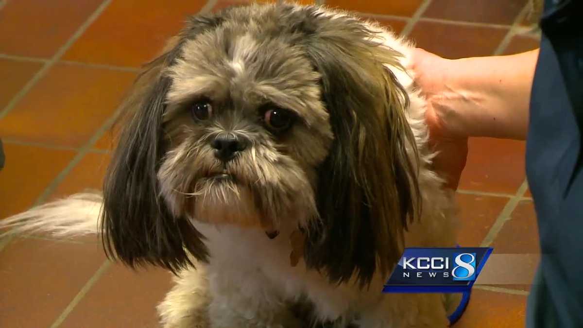 Special Iowa animal shelter proves every pet is worth saving