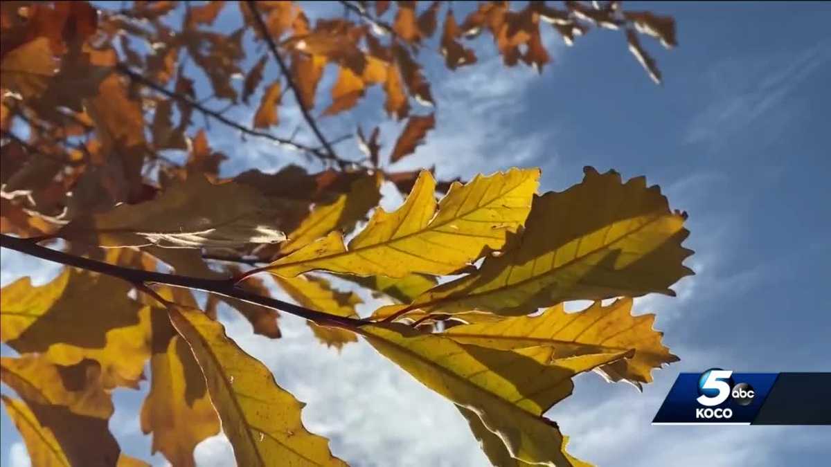 Branches and Leaves Brown HTV