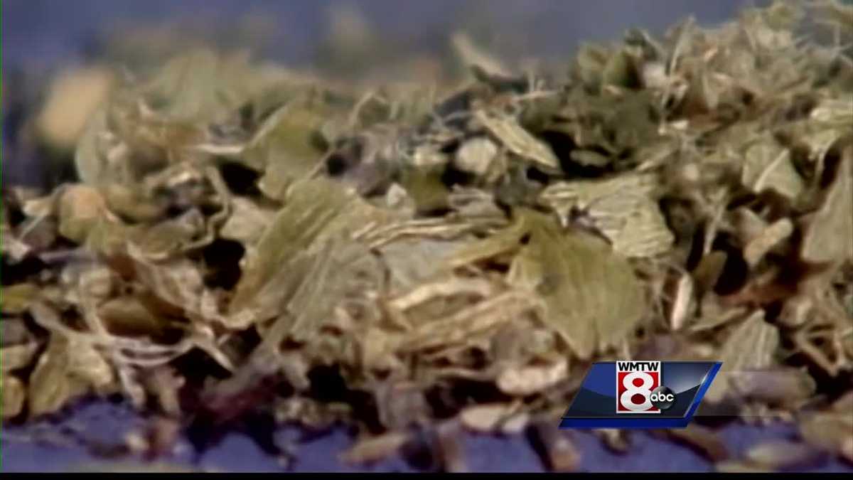 'Zombie' drug Spice worsening Maine epidemic, officials say