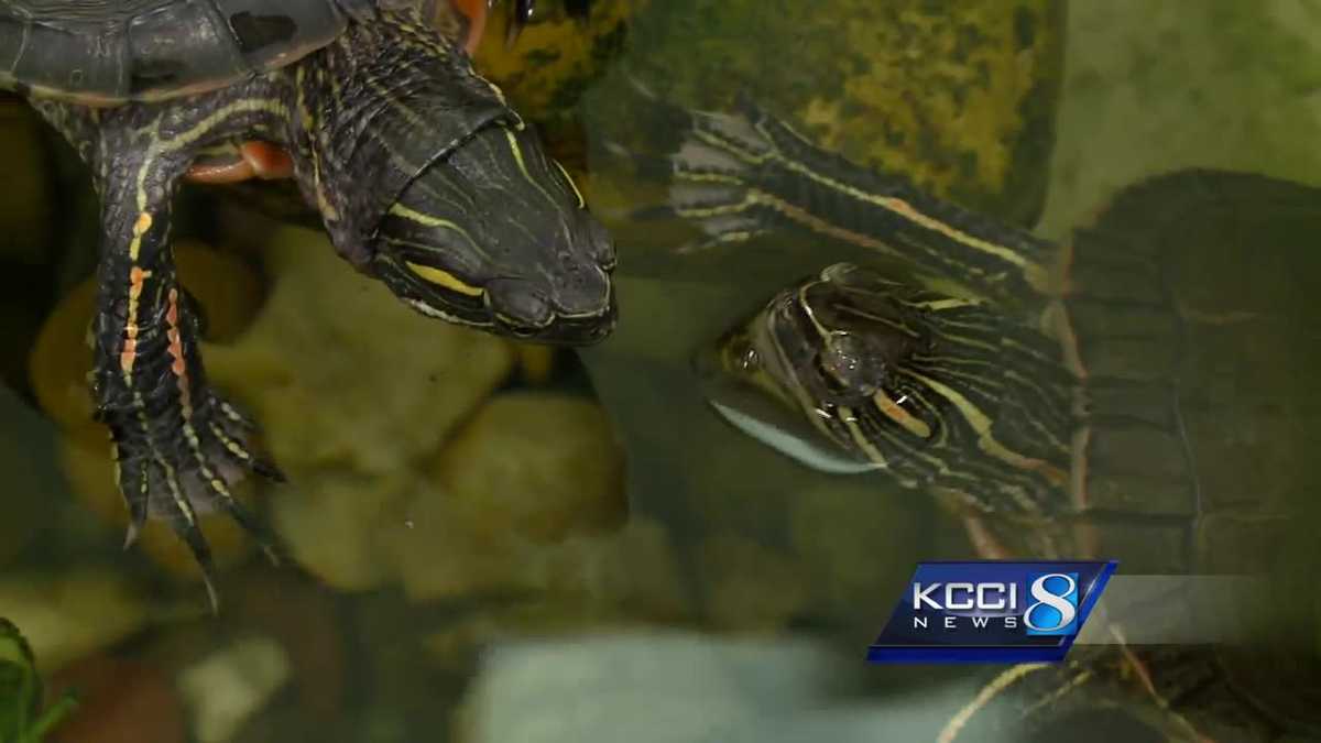 Wildlife rescue group hunts for new facility