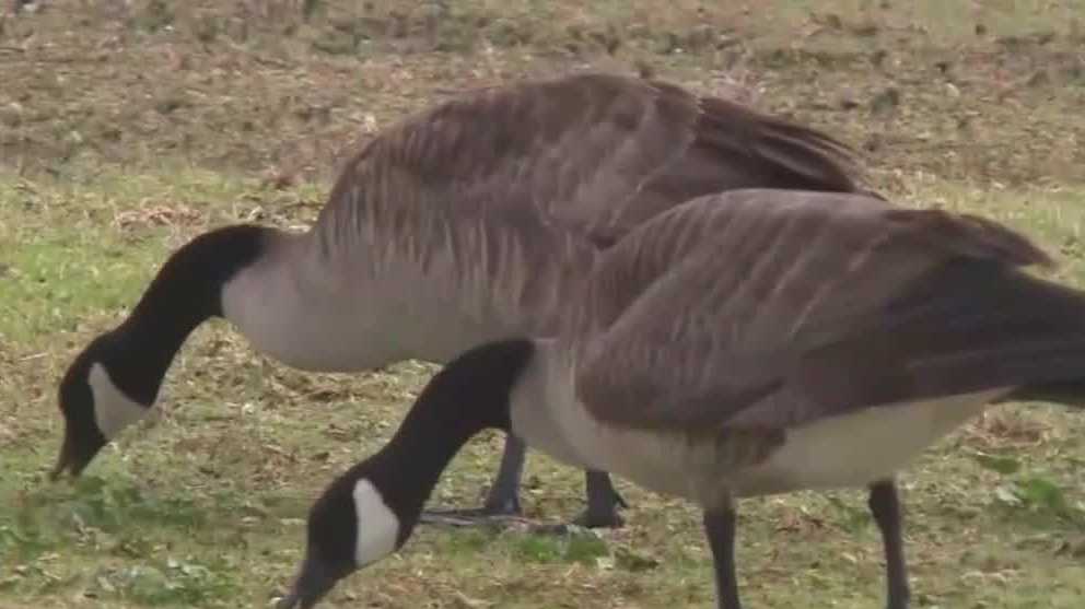 新罕布什尔州数十只死鹅中发现禽流感