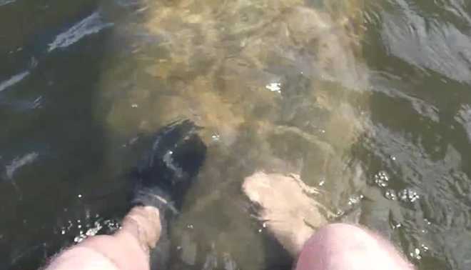 Gary Stone touches a manatee in a video he posted on social media.