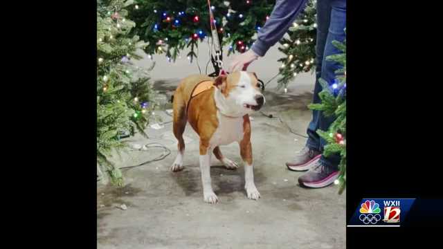 Noon Pet Of The Week: Sweetpea - Vimarsana News