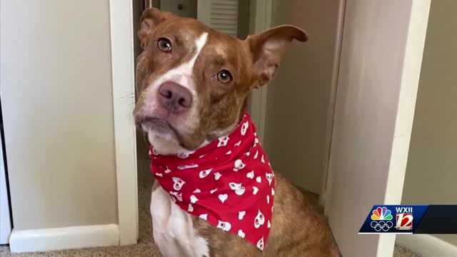Pet of the Week: Cher - Vimarsana News