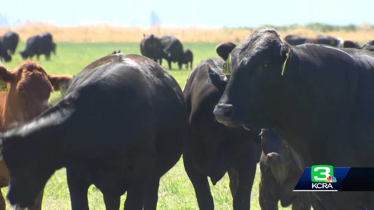 Beef Prices Are Surging In The US, But What's Causing It?