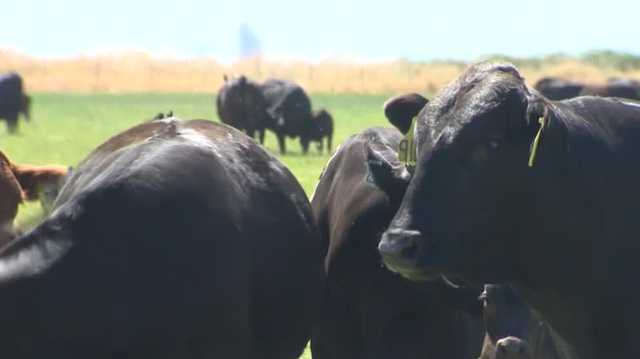 Beef prices are surging in the US, but what's causing it? - Vimarsana News