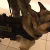 Northlake Mall adds firearm detection dog to security team - QCity Metro