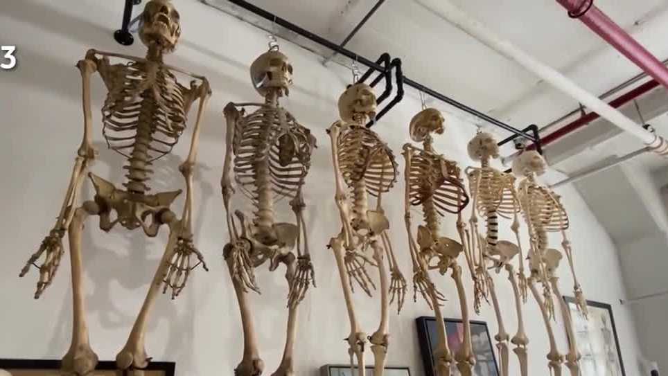 Human bones for sale? Case of Jonathan Gerlach sparks debate over legal bone trade