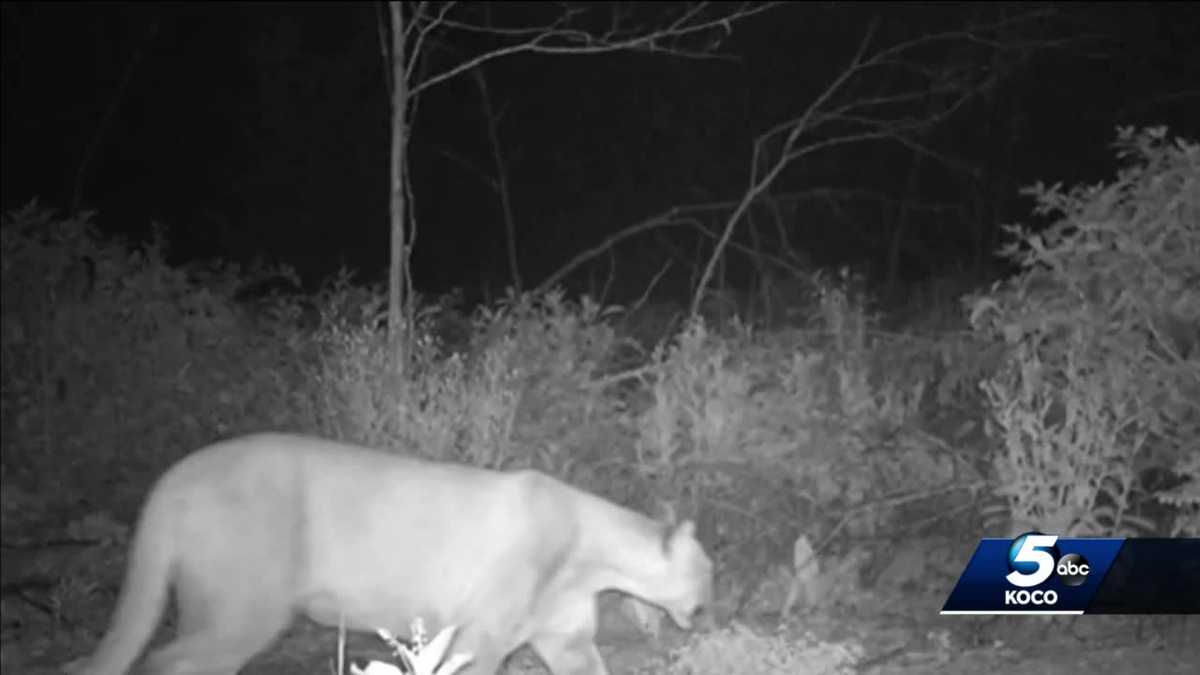 2020 was an active year for spotting mountain lions in Oklahoma