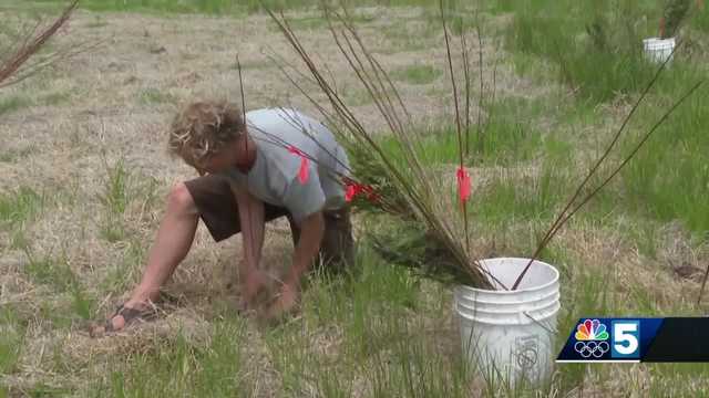 1,000 new trees are planted in Colchester - Vimarsana News