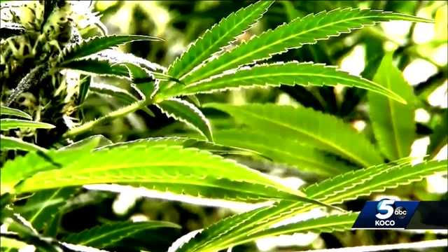 MARIJUANA REGULATION: OMMA aims to get a handle on industry boom - Vimarsana News