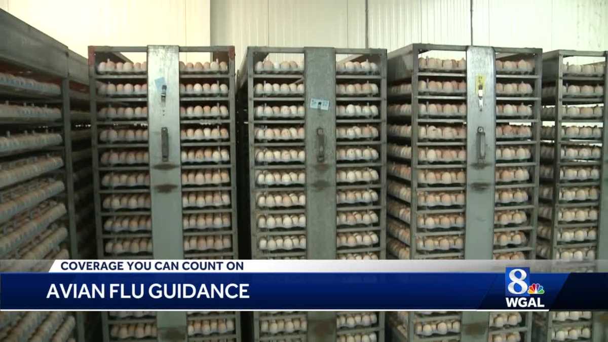 Se encontró influenza aviar en otras 2 granjas avícolas en el condado de Lancaster, Pensilvania