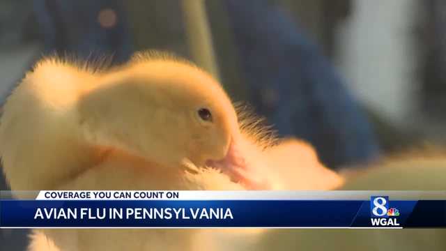 Avian Flu update in Berks County - Vimarsana News