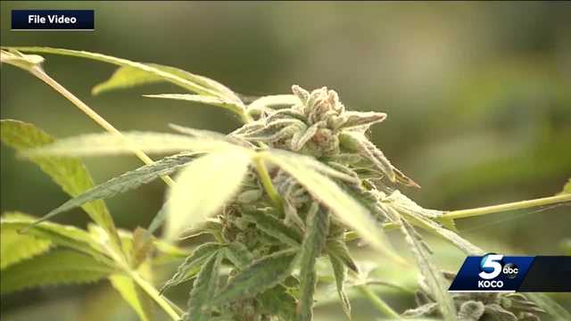 State charges two attorneys in medical marijuana ghost owner case - Vimarsana News