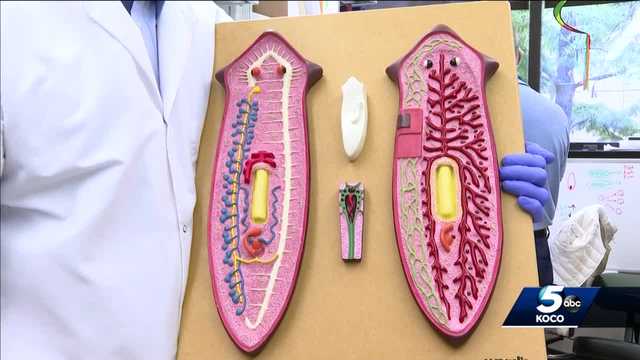 Worm may hold key to treating illnesses in humans - Vimarsana News