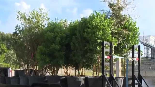 Florida student-athletes plant trees in first phase of project - Vimarsana News