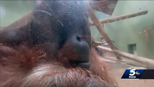 Orangutan paints nonfungible digital token for conservation - Vimarsana News