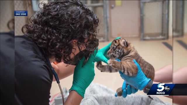 1-month-old Sumatran tigers provide another reason to visit zoo - Vimarsana News