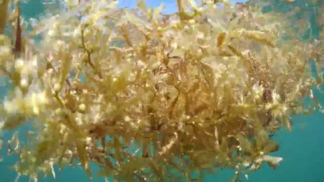 New oceanographic phenomenon of seaweed - Vimarsana News