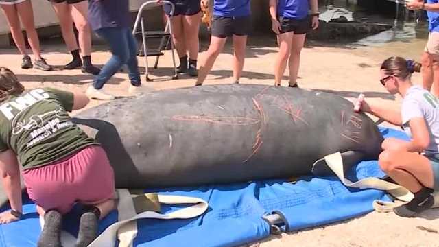 Florida manatee released after months of rehabilitation - Vimarsana News