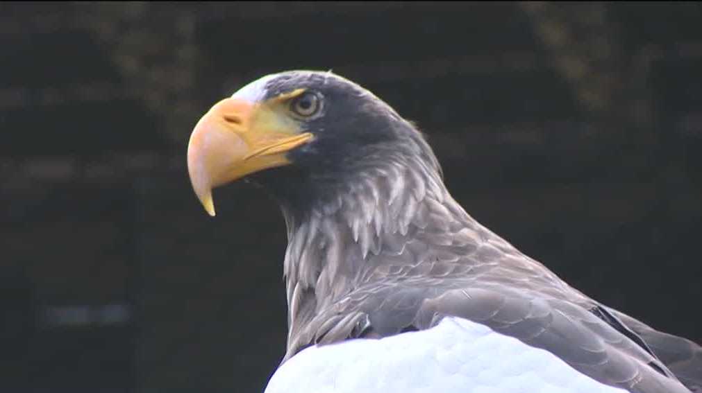 This week marks one year since Kodiak's escape from National Aviary This week marks one year since Kodiak's escape from National Aviary