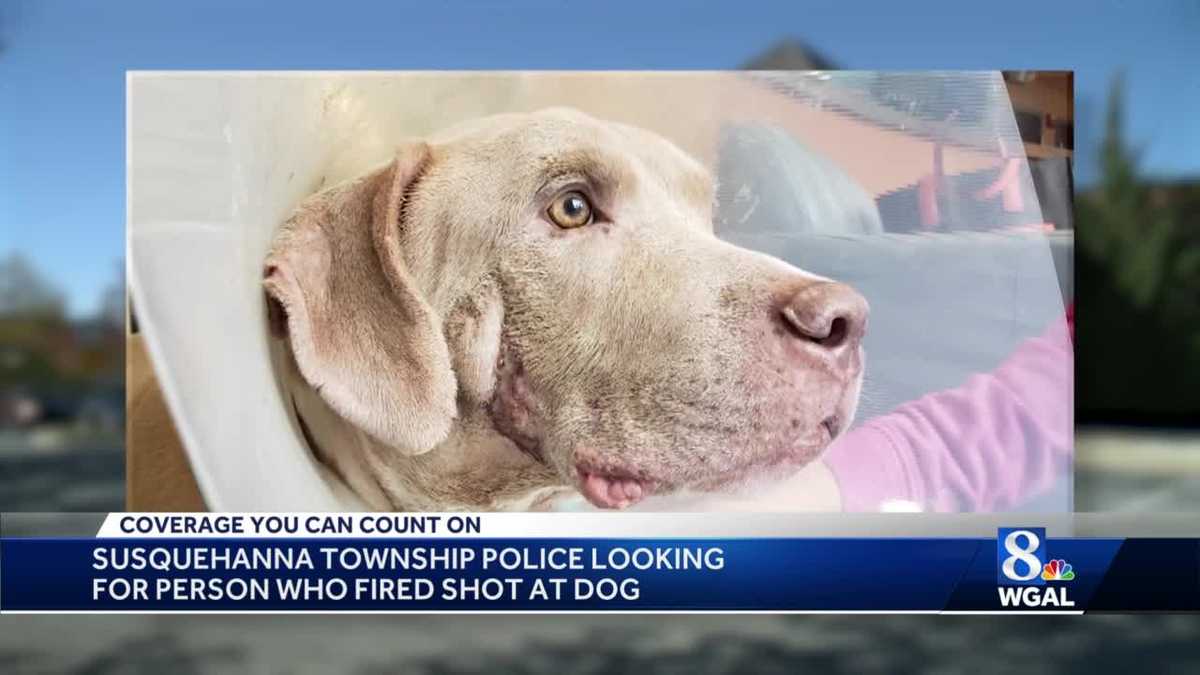 Police in Dauphin County are asking for assistance in animal abuse case
