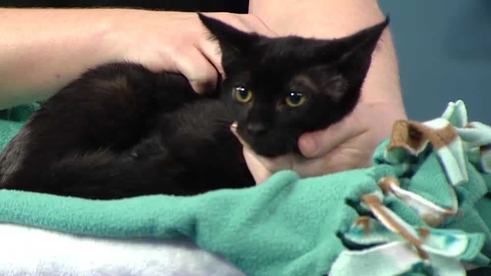 WPBF to the Rescue: Meet Penelope the kitten