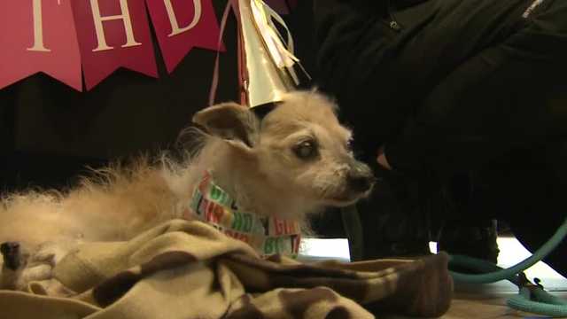 Big celebration to be held for older dog - Vimarsana News