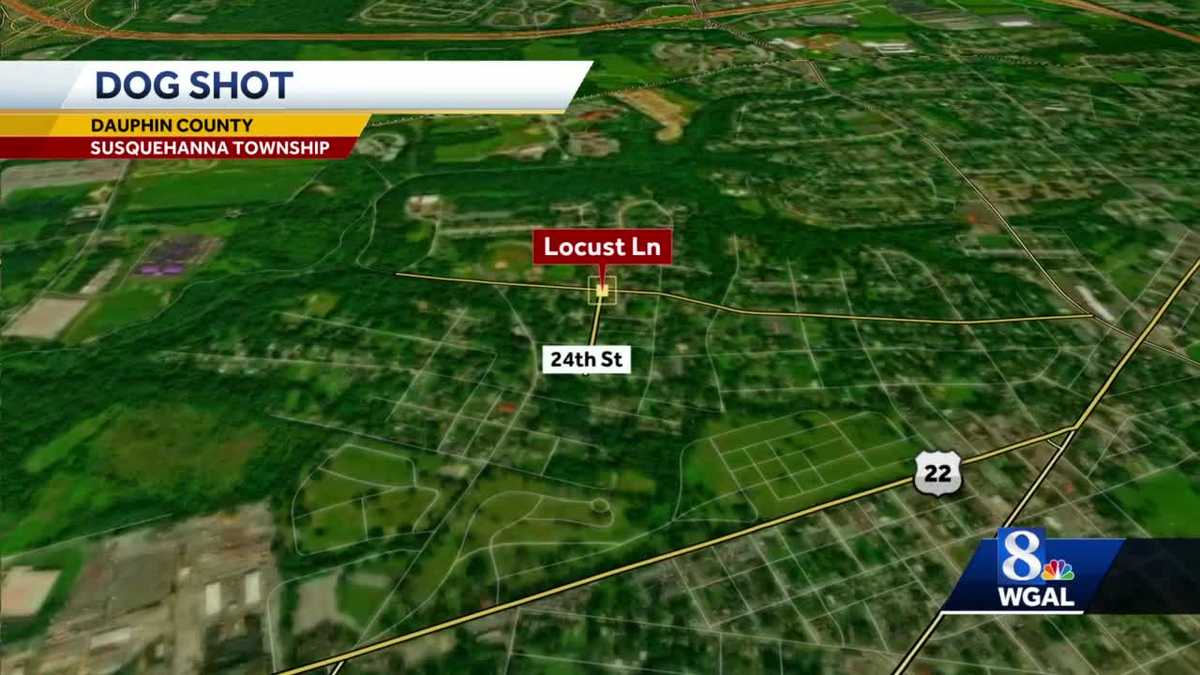 Dog shot in Dauphin County, police investigating