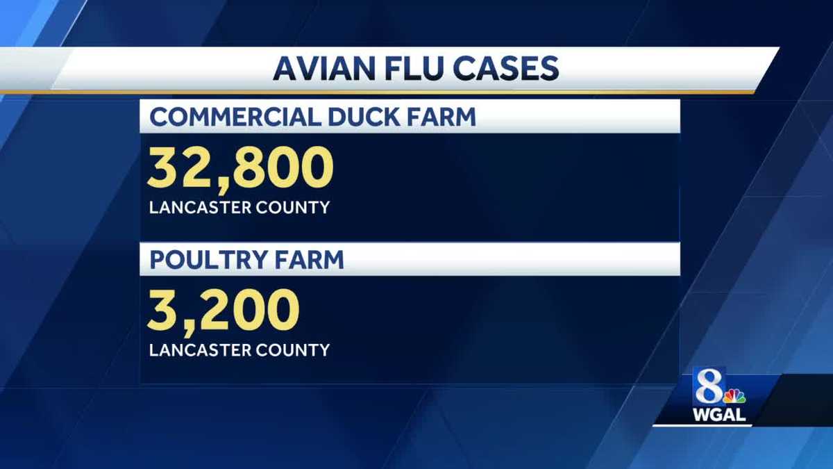 First two cases of avian flu in 2023 hit Lancaster County