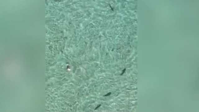 Blacktip sharks seen near Florida swimmer - Vimarsana News