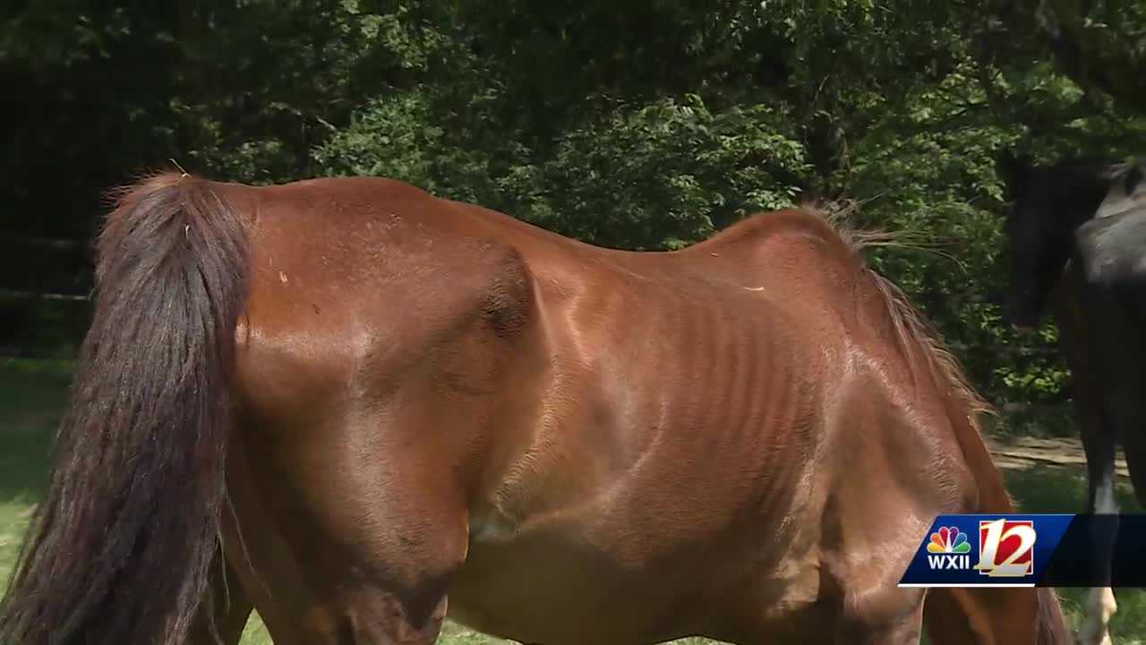 Local farm owner steps in to help care for horses seized from Davie County farm - Vimarsana News